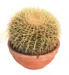 Echinocactus