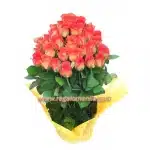 Orange Roses