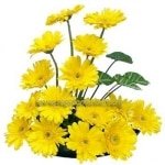 Gerbera Basket