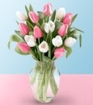 Pink and White Tulip