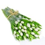 White Tulips