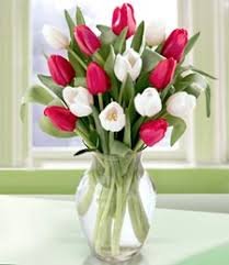 Red and White Tulip