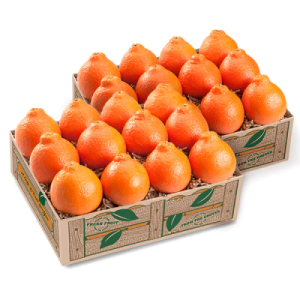 Double Box Juicy Orange