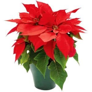 Holiday Living Poinsettia