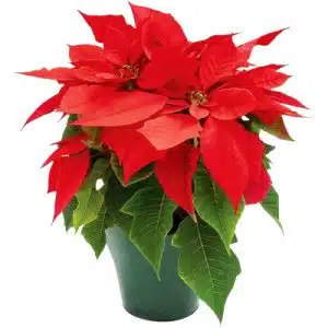 Holiday Living Poinsettia