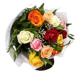 Romance Roses