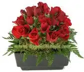 Perfect Rose