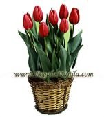 Prominence Tulips