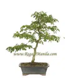 Brazilian Rain Tree