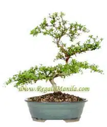 Black Olive
