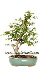 Korean Hornbeam