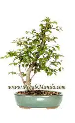 Korean Hornbeam