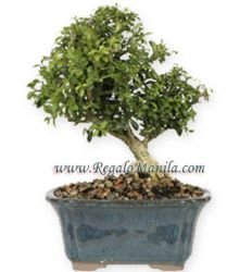 Dwarf Boxwood