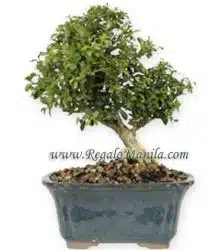 Dwarf Boxwood