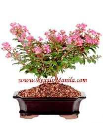 Dwarf Crepe Myrtle