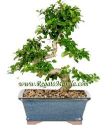 Fukien Tea