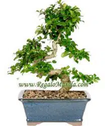 Fukien Tea