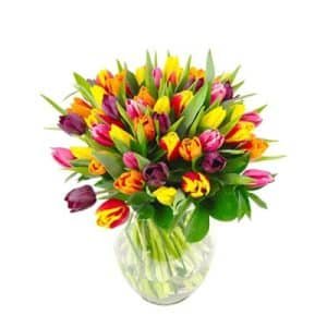 Colorful Tulip
