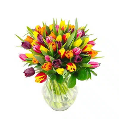 Colorful Tulip