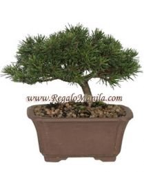 Dwarf Mugo Pine