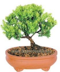 Green Mound Juniper Bonsai