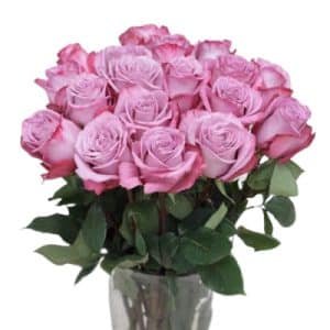 Premium Rose