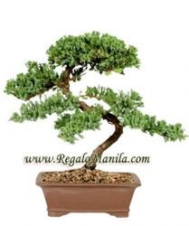 Green Mound Juniper - Large