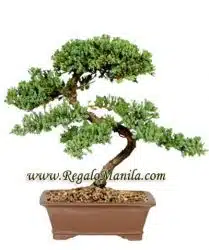 Green Mound Juniper - Large