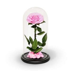 Infinity Pink Rose