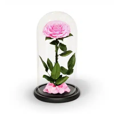 Infinity Pink Rose