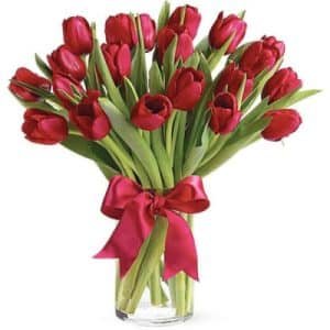 Cherry Red Tulips