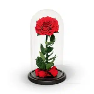 Infinity Red Rose