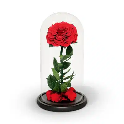 Infinity Red Rose