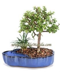 Dwarf Jade Bonsai