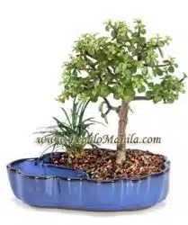 Dwarf Jade Bonsai
