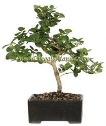 Natal Plum