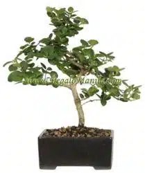 Natal Plum