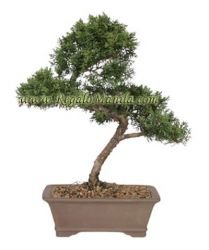 Shimpaku Juniper