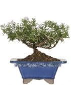 Rosemary