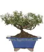 Rosemary