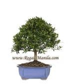 Dwarf Eugenia