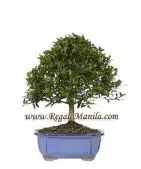 Dwarf Eugenia
