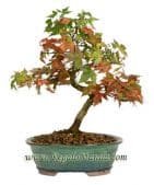 Trident Maple
