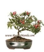Dwarf Pyracantha