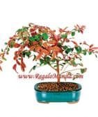 Fringe Flower Bonsai