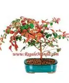 Fringe Flower Bonsai