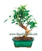 Golden Gate Ficus