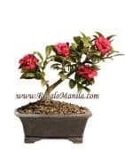 Camellia `Hot Flash`