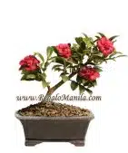 Camellia `Hot Flash`