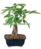Money Tree